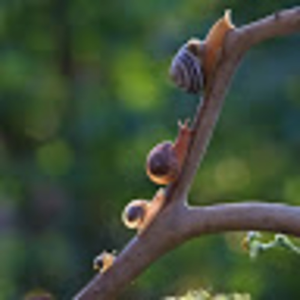 Meet your Posher, Snails